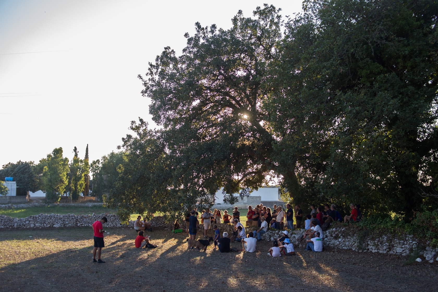 Veduta aerea di Castel del Monte circondato da una pineta